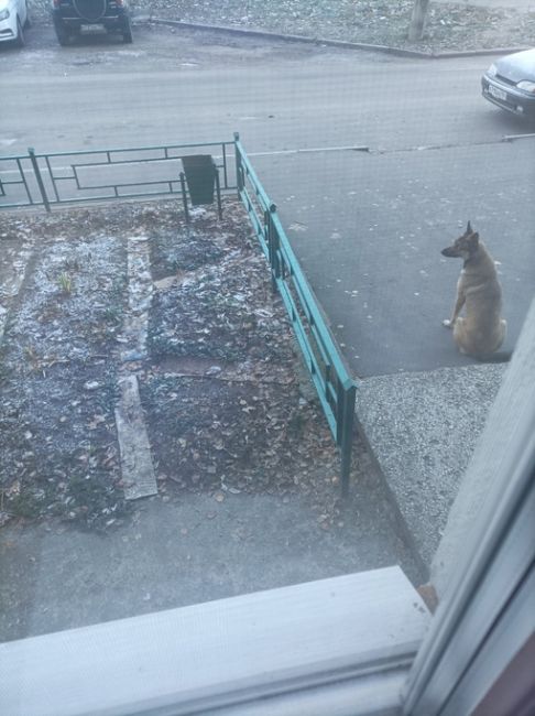 Собака с утра сидит по адресу ул.Володарского д.10.  может кто..