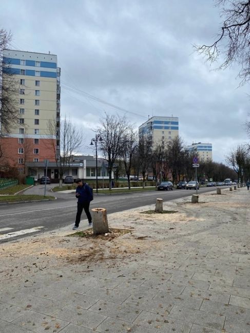 😨На Советском проезде вырубили засохшие липы. Выглядит, честно, говоря жутковато  Но есть информация, что..