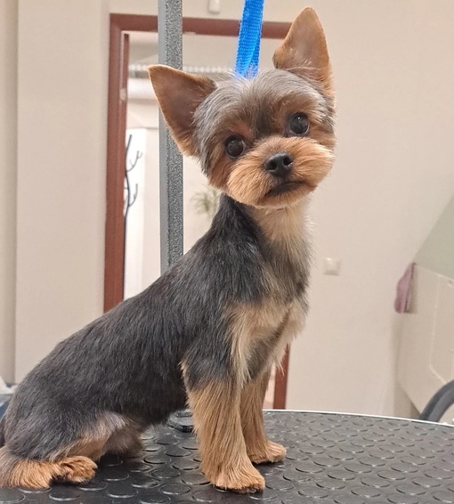 https://vk.com/irinka.groomer
Приглашаем посетить Зоостудию-школу Ирины Рыбкиной по новому адресу:
г. #Раменское, Северное..