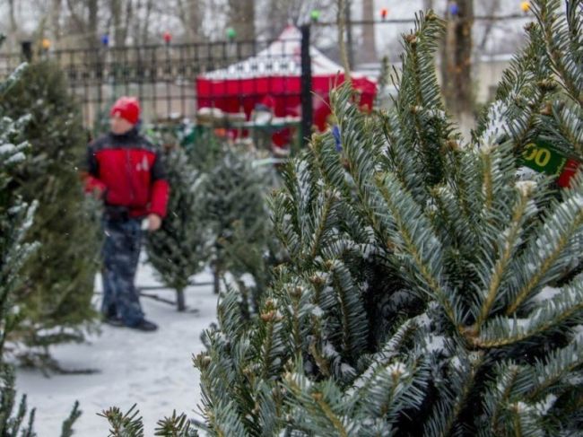 Как и обещали, рассказываем, где и когда будут продавать ёлки 🎄  15.12.2023 – 10.01.2024 точки будут работать:
📍г...