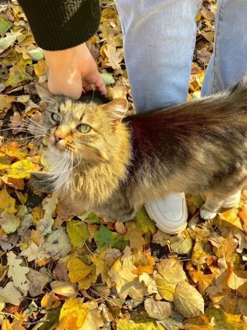 Усадебный кот сторожила 
Фото: [id1300841|@e.ivanov]
Село..