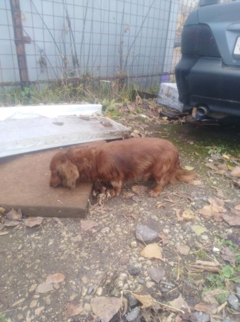 В районе дома номер семь, по улице Мира где соц защита  бегает этот кобелек, ошейника нет, может кто узнает..