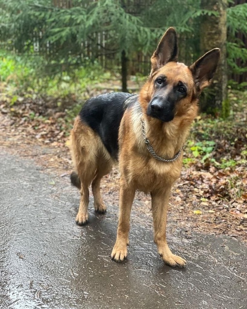 🆘 🆘 🆘 🆘 🆘 🆘 🆘 🆘  ❗ПОМОГИТЕ НАЙТИ СОБАКУ❗
Девочка 2 года, порода - немецкая овчарка, кличка Эльба,..