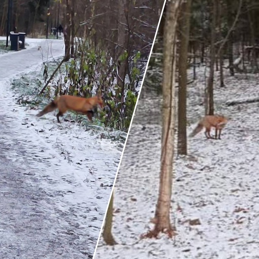 ЛИСИЧКА ВЕРНУЛАСЬ В ОЛЬГИНСКИЙ ЛЕСОПАРК 🦊
Давно не видно было лисиц. До благоустройства лесопарка соседи..