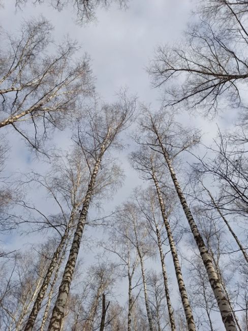 ☺ По прогнозам синоптиков, совсем скоро в Подмосковье придет по-настоящему зимняя погода. А пока не..