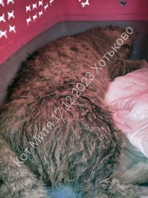 В Хотьково был изнасилован кот  Кто узнает котика, найденного в Хотьково, мкр Митино около детского сада..