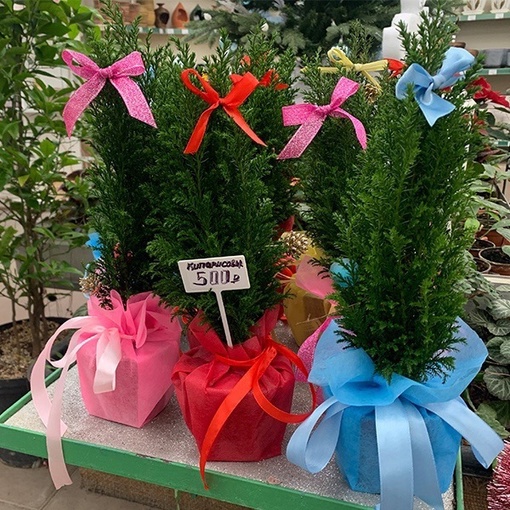 ☃️Открываем Елочный базар!  🔖Елочки-срезка. Цена за 1 дерево:
🎄850 руб  🎄1500 руб  🎄2500 руб  🔖Елочки-для..