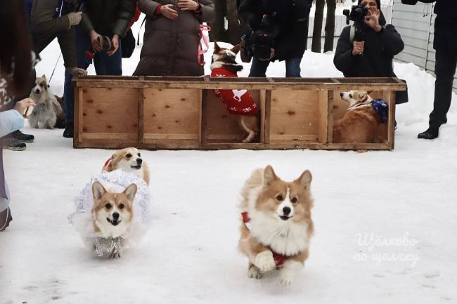 Корги-елка пройдет в усадьбе Гребнево🐕🎄  Новогодняя корги-елка пройдет в щелковской усадьбе Гребнево 24..