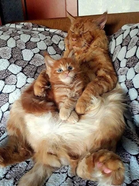 "Кот в сапогах" Это супер кино! 
Но дедушка старый, 
Ему всё..