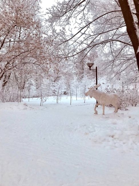 С первым месяцем зимы❄️🌨  Наш красавец в парке..