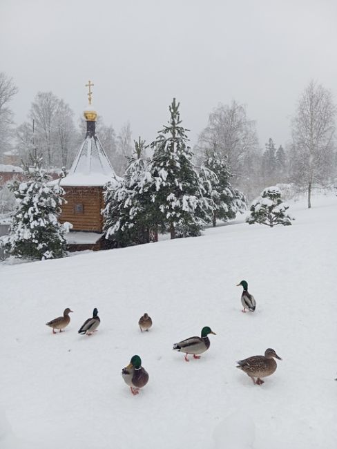 Вечерний фоточат: присылайте в комментарии последние фотографии которые вы сделали на свой телефон(или..