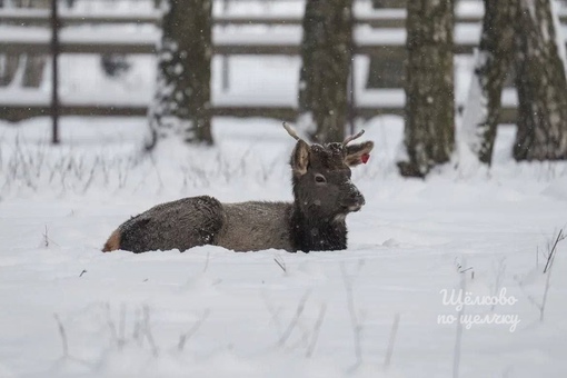 🦌 «Лосиный остров» перейдет под управление Москвы  При департаменте природопользования создадут..