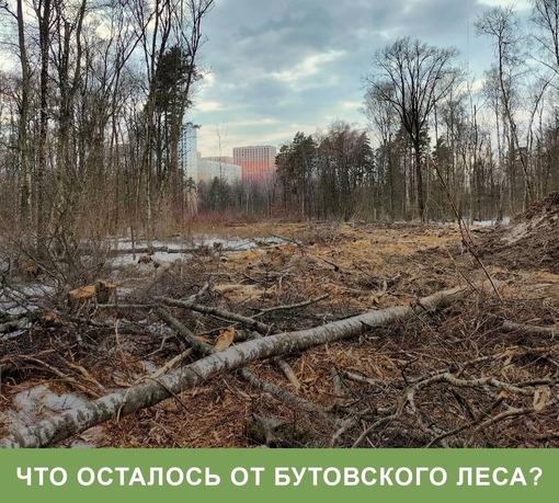 Видновский суд вернул два гектара Бутовского леса в собственность государства 
Часть Бутовского леса..
