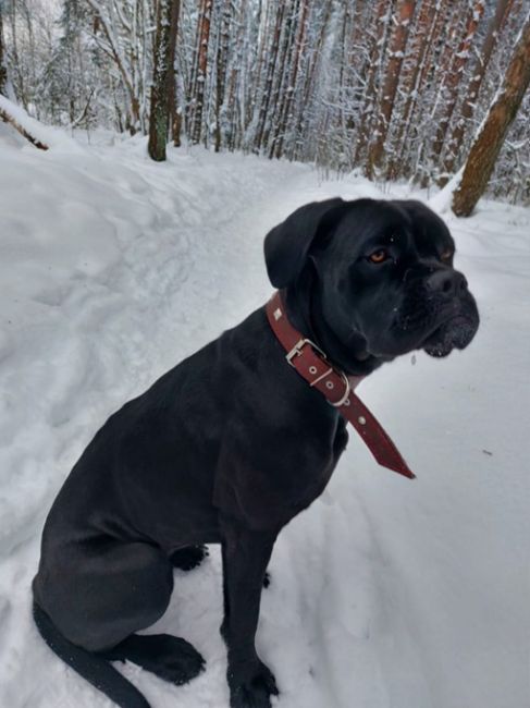 [id29318470|Мария Качкова]  ❗❗❗Сегодня у бабушки и дедушки убежала собака в лесной полосе рядом с улицей..