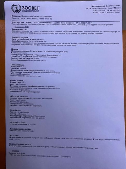 В Хотьково был изнасилован кот  Кто узнает котика, найденного в Хотьково, мкр Митино около детского сада..