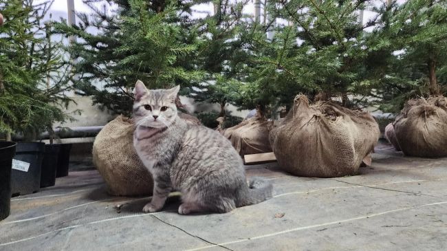 Лесопитомник в Пушкинском округе открыл продажу главного символа праздника  В этом году ассортимент..