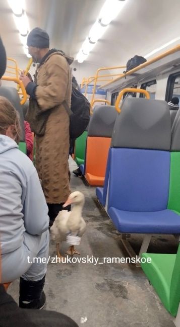 Бизнес по азиатски 
Дядька с гусем в голутвинской..