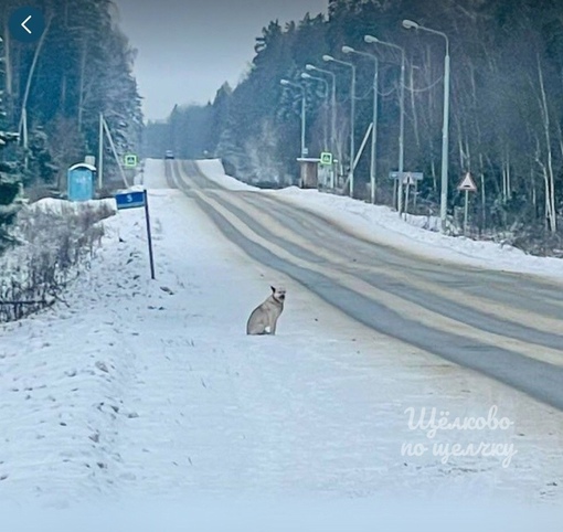 Печальный новости про Хатико из Щёлково😢  К сожалению пса из Фряново сбила машина, на смерть, бедный пёс так..