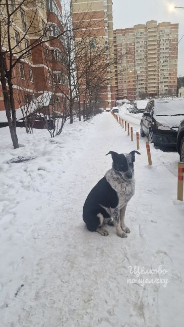 Замечена собака Богородский микрорайон..