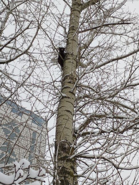 Здравствуйте! По адресу Московское шоссе 30/3, на дереве застрял кот, сидит там сутки, но никто не обращает..