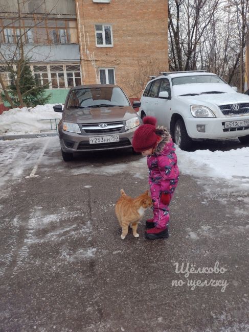 Очень добрый котик бегает по улицам Щёлково, умный, ласковый, чистый - явно домашний. Уже несколько дней..