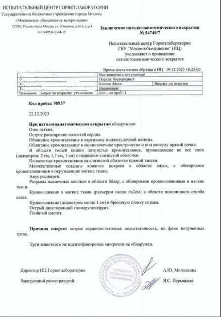 В Хотьково был изнасилован кот  Кто узнает котика, найденного в Хотьково, мкр Митино около детского сада..