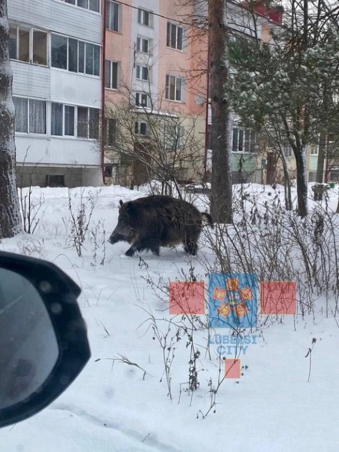 Чей мальчик заблудился..