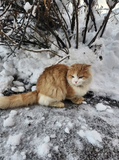 Вот такая красота скитается в Ликино Дулево. Светло голубые шикарные глаза как у сиама, ушки как у шотландца,..