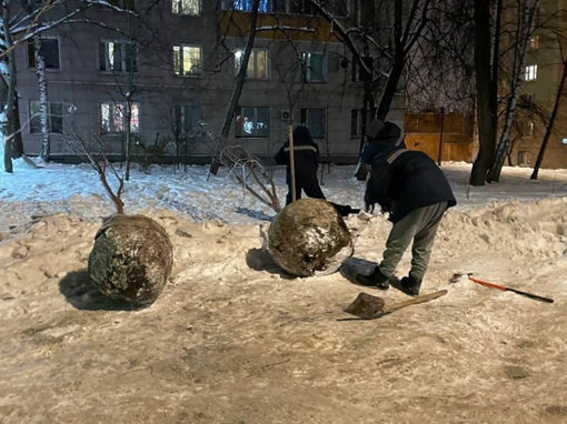 Ребята явно не ищут легких путей.  В Ховрино высаживают саженцы в промерзшую землю, им приходится долбить..