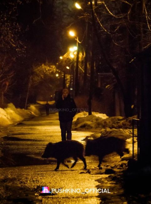 🐗Вечерняя прогулка у мытищинских..