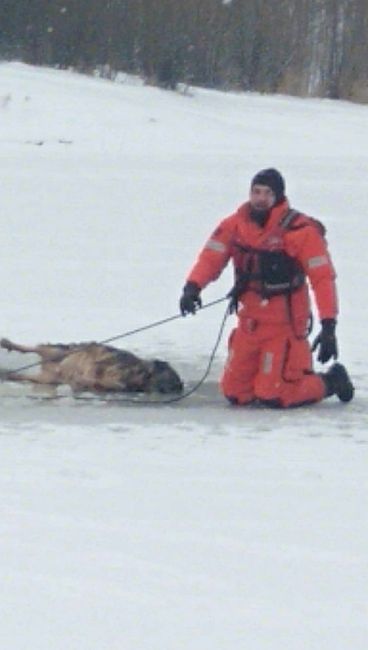 2 декабря спасатели Раменской службы спасли двух собак из полыньи на Борисоглебском..