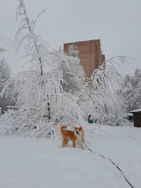 Снежное утро в городе..