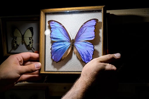 🦋🦋🦋ЖИВЫЕ БАБОЧКИ🦋🦋🦋 прилетели в Подольск  Доброго дня, всем , кто читает этот текст , мы организаторы..