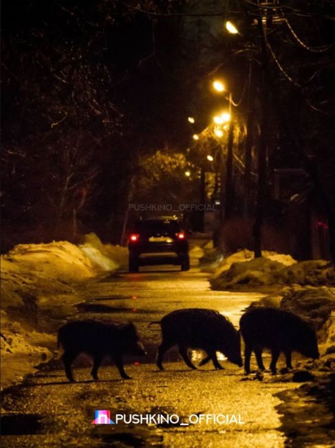 🐗Вечерняя прогулка у мытищинских..