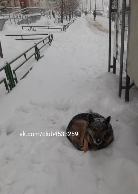 На Комсомольском проспекте, д.16/2 около остановки с раннего утра замерзала собака. 
Её уже трясло от холода. 
..