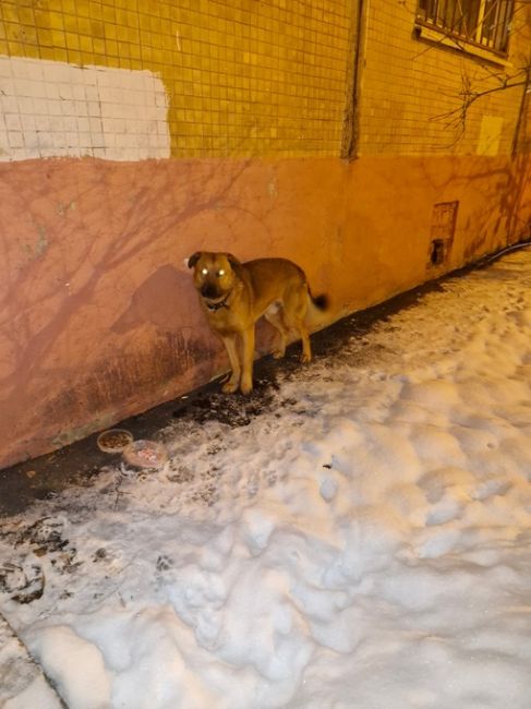 Здравствуйте! Бегает собака, уже около 3х дней находится на новомытищинском проспекте 80 к2, очень пугливая,..
