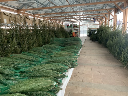 ☃️Открываем Елочный базар!  🔖Елочки-срезка. Цена за 1 дерево:
🎄850 руб  🎄1500 руб  🎄2500 руб  🔖Елочки-для..