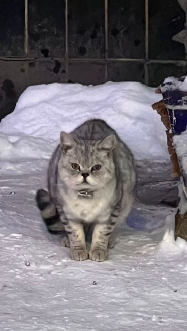 Срочно !!! Гагарина 29 , найден кот с ошейником . Ищем хозяина иначе кот..
