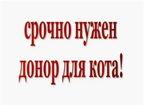 Всем добрый вечер !🆘Срочно нужен донор крови ,кот или кошка не менее 8 кг .Помогите спасти животное..