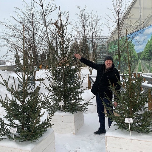 ☃️Открываем Елочный базар!  🔖Елочки-срезка. Цена за 1 дерево:
🎄850 руб  🎄1500 руб  🎄2500 руб  🔖Елочки-для..