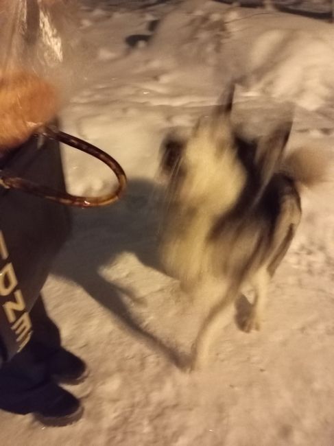 Здравствуйте! Найдена хаска, может быть кто то потерял хаску. Бегает в мкр. Северный, убежала в мкр. ВНИИПО и..