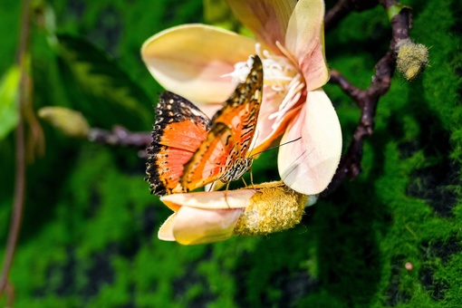 🦋🦋🦋ЖИВЫЕ БАБОЧКИ🦋🦋🦋 прилетели в Подольск  Доброго дня, всем , кто читает этот текст , мы организаторы..