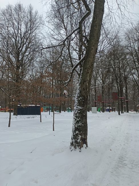 Какая красота водится в парке Толстого 🥰  Малый пестрый..