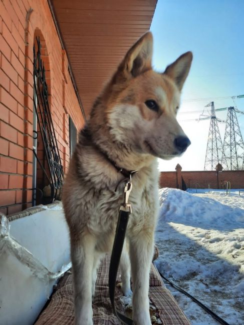 🆘🆘🆘ПОМОГИТЕ НАЙТИ! 
г.Ногинск, М.О. 
д.Старые Псарьки 
В начале ноября убежала собака, девочка Джесси метис..