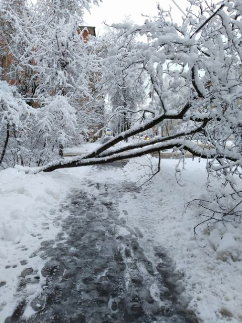 На самом тротуаре упало дерево, коммунальные службы уберите..