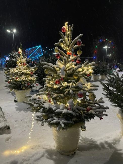 Новогодние ели и пихты Экстра Качества с доставкой на любой день декабря!🎄 
🚐 Бесплатная доставка по г...