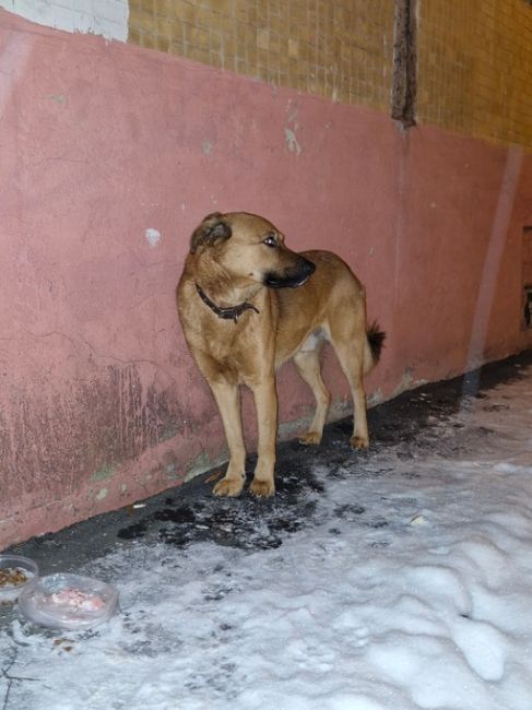 Здравствуйте! Бегает собака, уже около 3х дней находится на новомытищинском проспекте 80 к2, очень пугливая,..