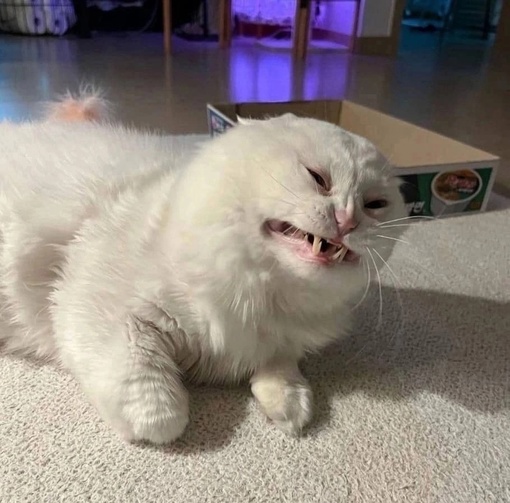 🫶🐈‍⬛ Милых новостей с Подмосковья:
Водитель услышал жалобное мяуканье и открыл двери автобуса. Тут же в..