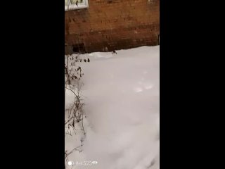 ❗ХОЗЯИН, ОТЗОВИСЬ❗
Прошу супер-рассылку!
Балашиха, Шоссе Энтузиастов
Снова "везет" на котят
Шла мимо своего..