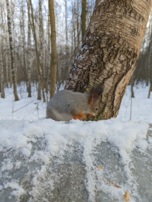 ПЕРВОЕ ЯНВАРЯ В ЛЕСУ БАЛАШИХИ ❤️
Белочка пришла 😃
Фото..